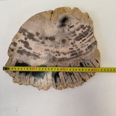 Набор из окаменелого дерева 4 предм Fossil Set NF-03293 поднос 149 