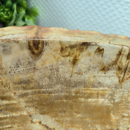 Раковина из окаменелого дерева Fossil Basin OD-02095 (58*57*16) 0089