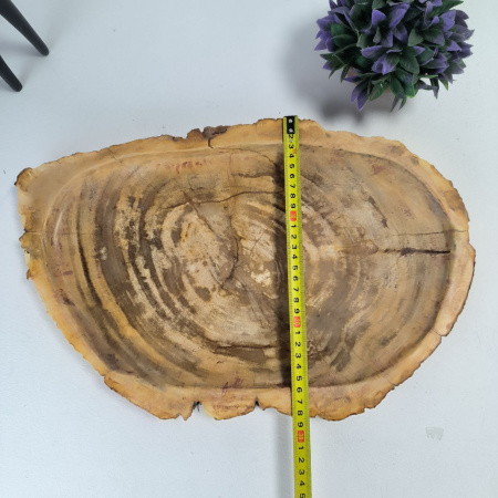 Набор из окаменелого дерева 4 предм Fossil Set NF-03067 поднос 29см*44см
